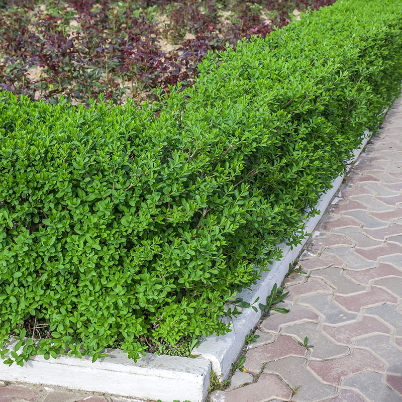Ligustrum vulgare Lodense Häck 0/1/1 30-50  CM - 2