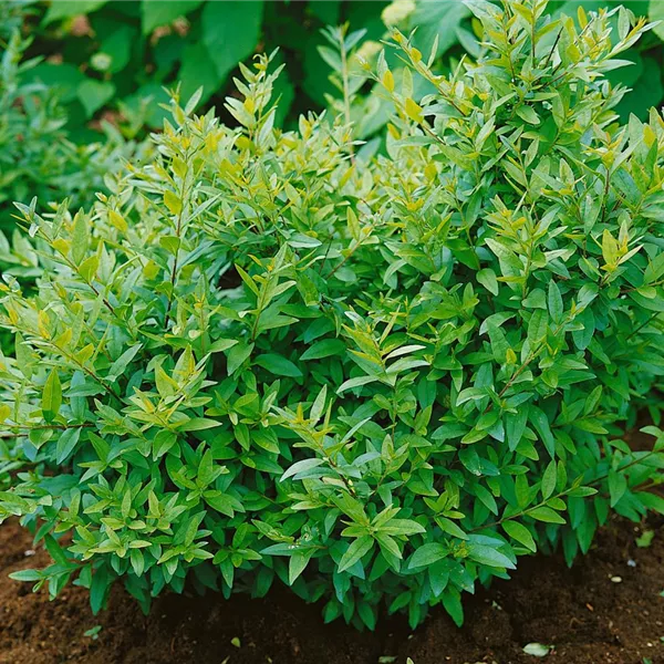 Ligustrum vulgare Lodense Häck 0/1/1 30-50  CM