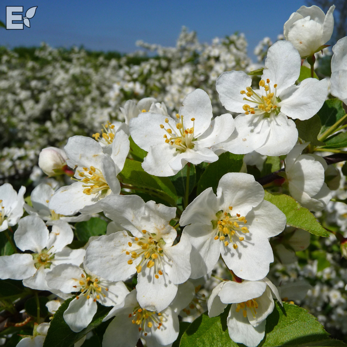 Malus toringo var. sarg. Fk Eskilstuna E Häck 1/2 30-50  CM