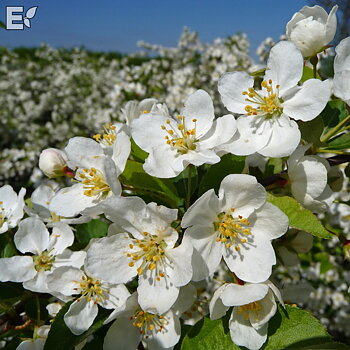 Malus toringo var. sarg. Fk Eskilstuna E Häck 1/2 30-50  CM