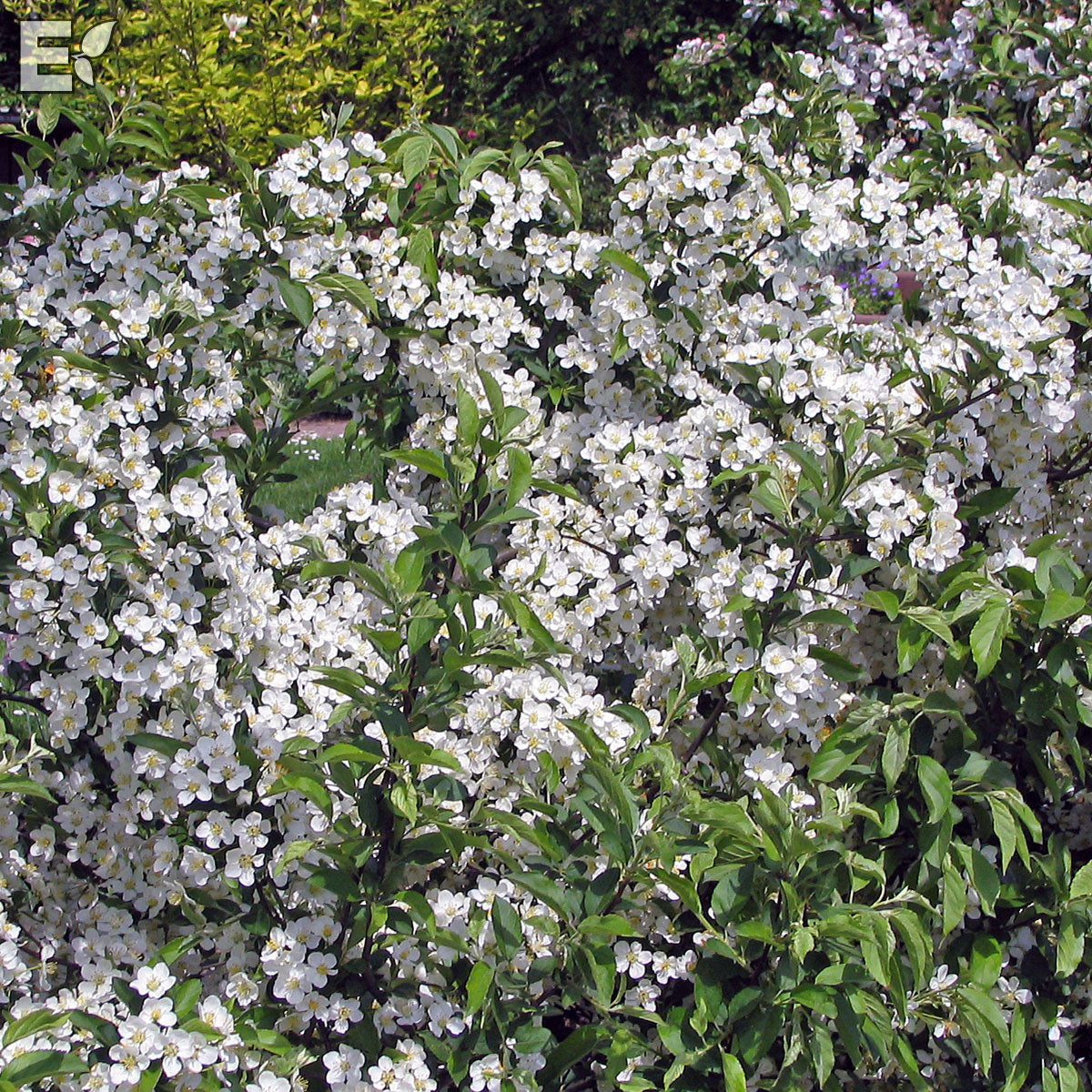 Malus toringo var. sarg. Fk Eskilstuna E Häck 1/2 30-50  CM - 3