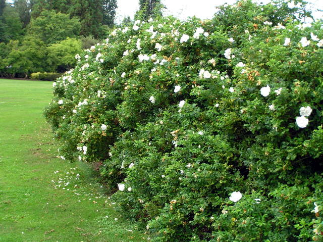 Rosa (Rug) Alba Häck 1/1 30-50  CM - 2