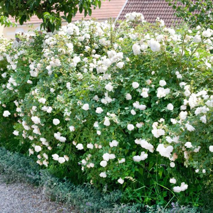 Rosa (Rug) Alba Häck 1/1 30-50  CM