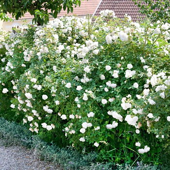 Rosa (Rug) Alba Häck 1/1 30-50  CM