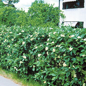 Sorbus mougeotii Häck 1/2 50-80    cm