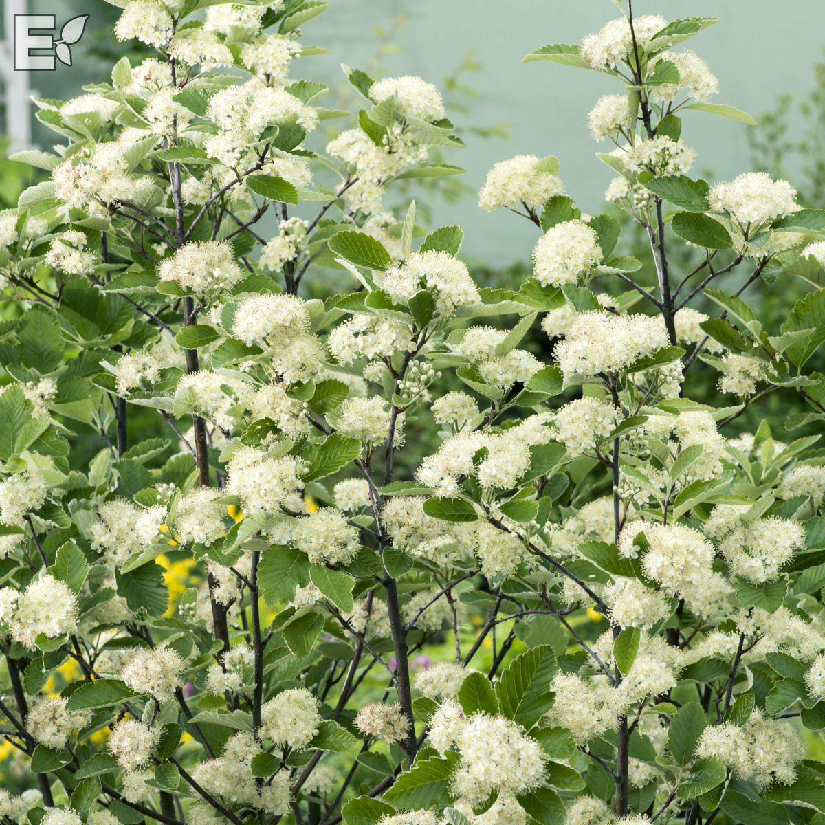 Sorbus mougeotii Häck 1/2 50-80    cm - 2