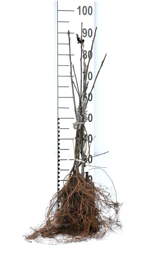 Sorbus mougeotii Häck 1/2 50-80    cm - 3