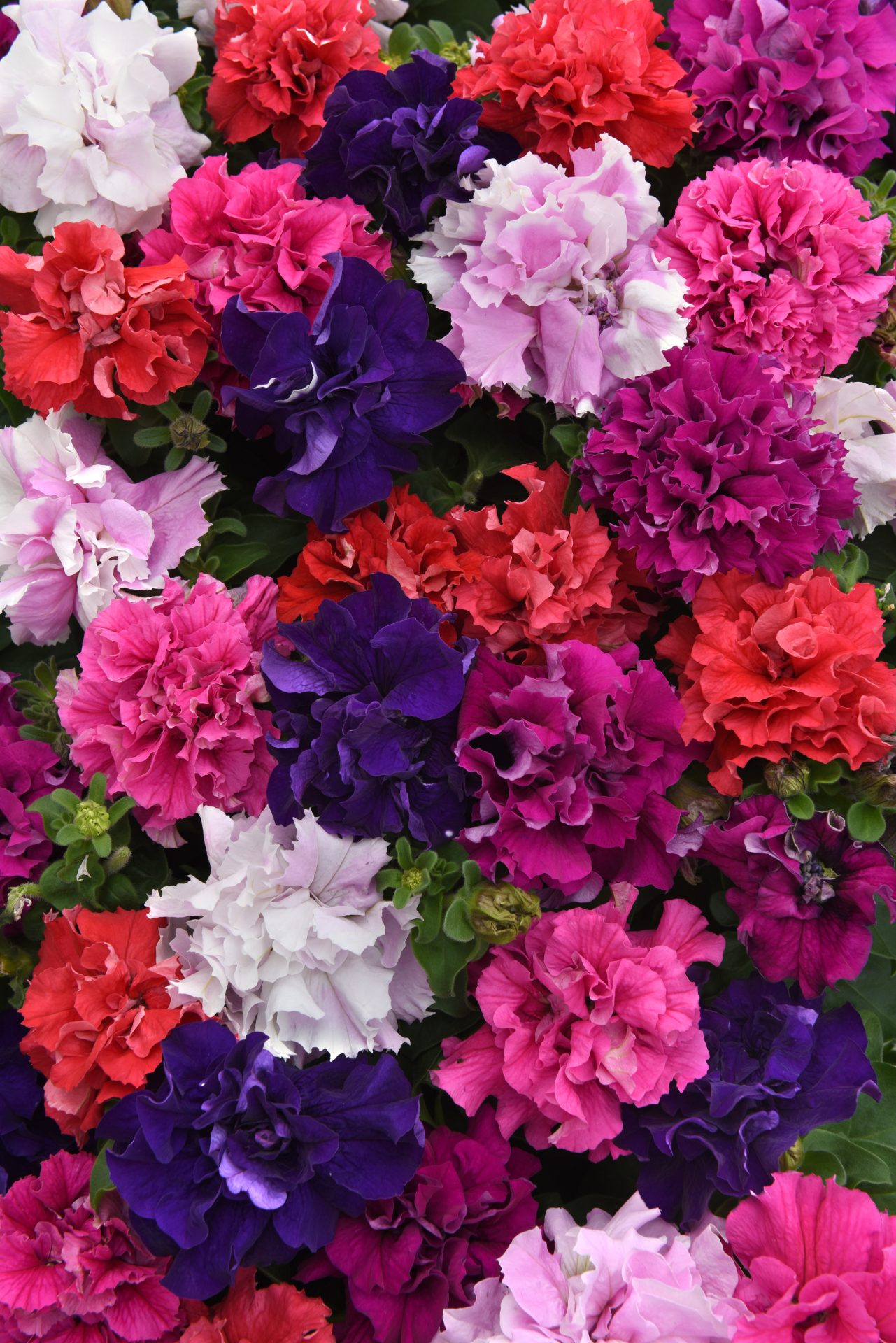 Petunia F1 Double Bold mix 10 frö 