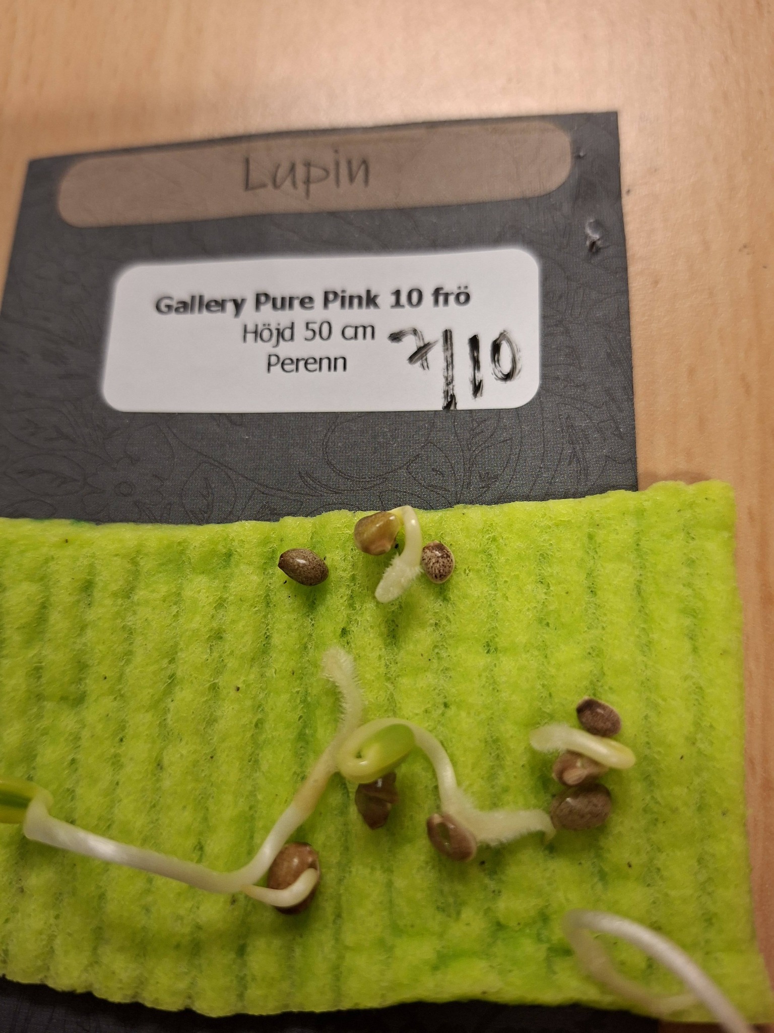Lupin Gallery Pure Pink 10 frö - 2