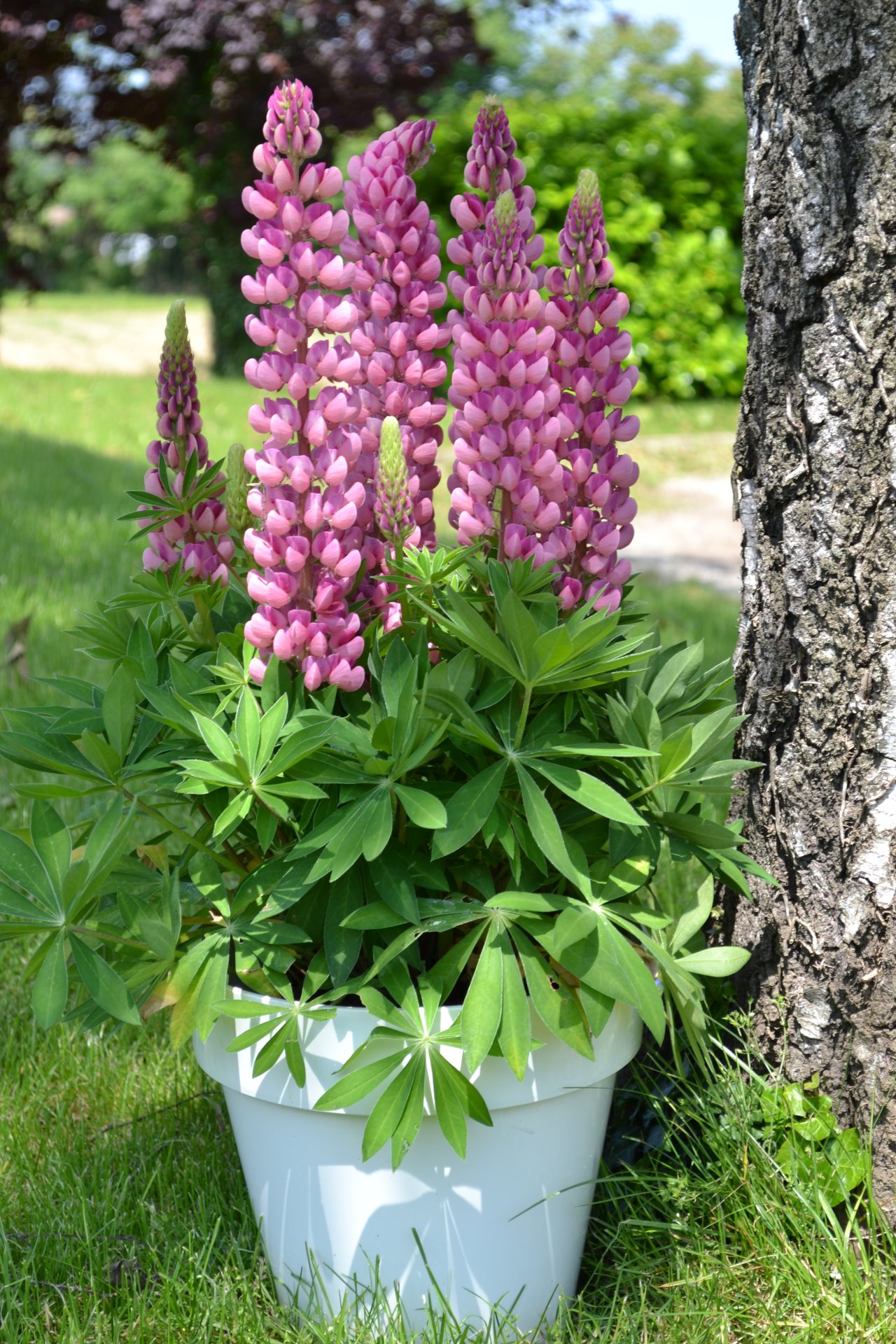 Lupin Gallery Pure Pink 10 frö