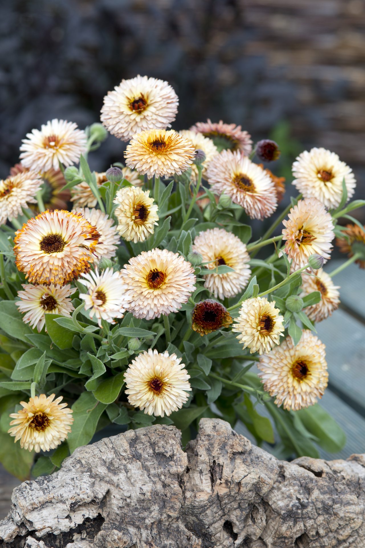 Ringblomma Pygmy Buff 50 frö - 2