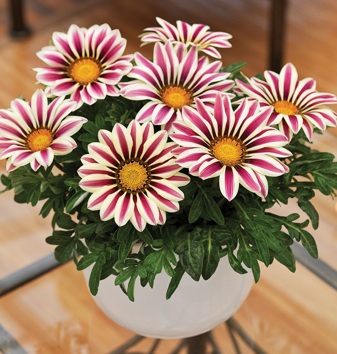 Påfågelsblomster) F1 Big Kiss White flame 12 frö