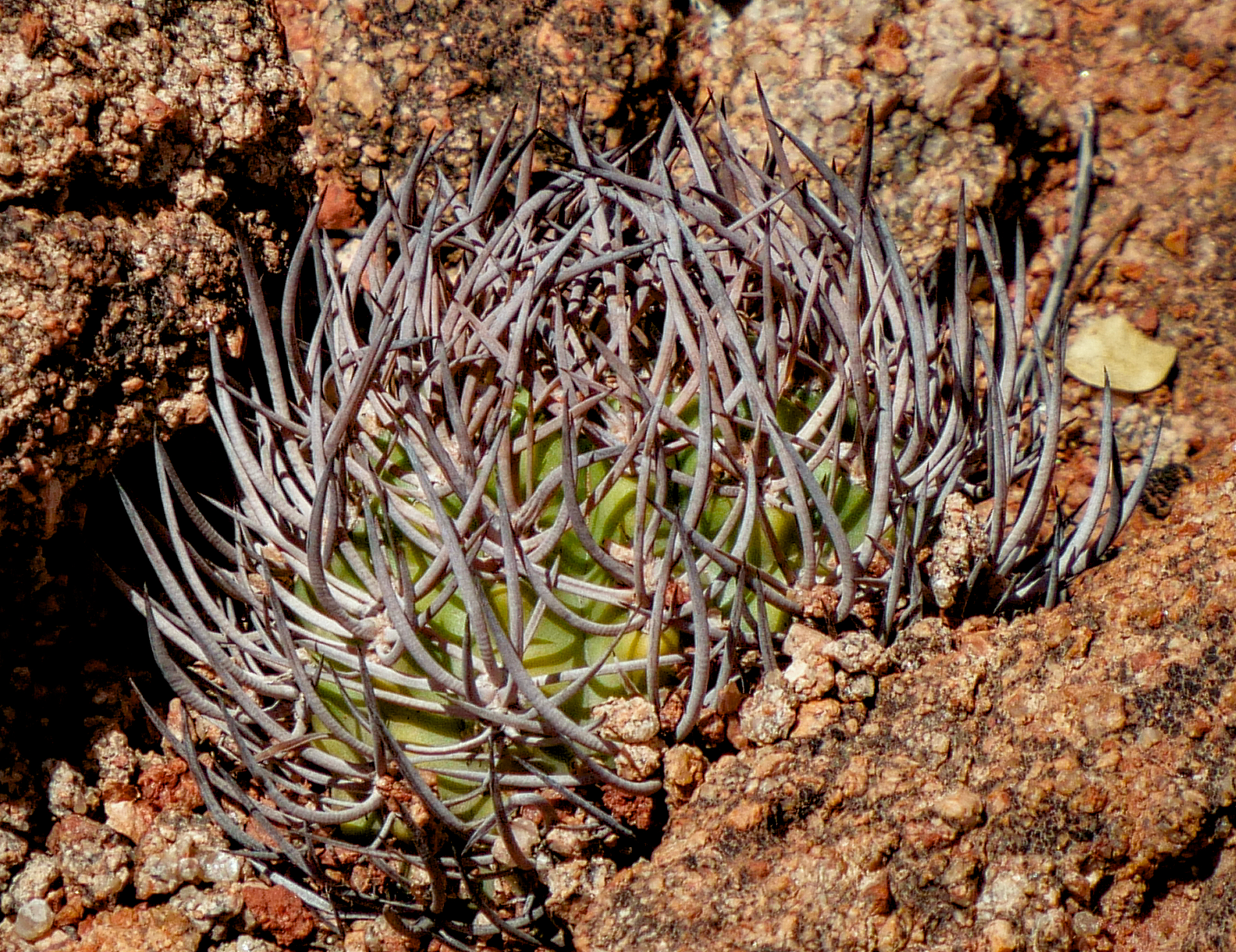 Eriosyce bulbocalyx MN 900 (Los Colorados, La Rioja)