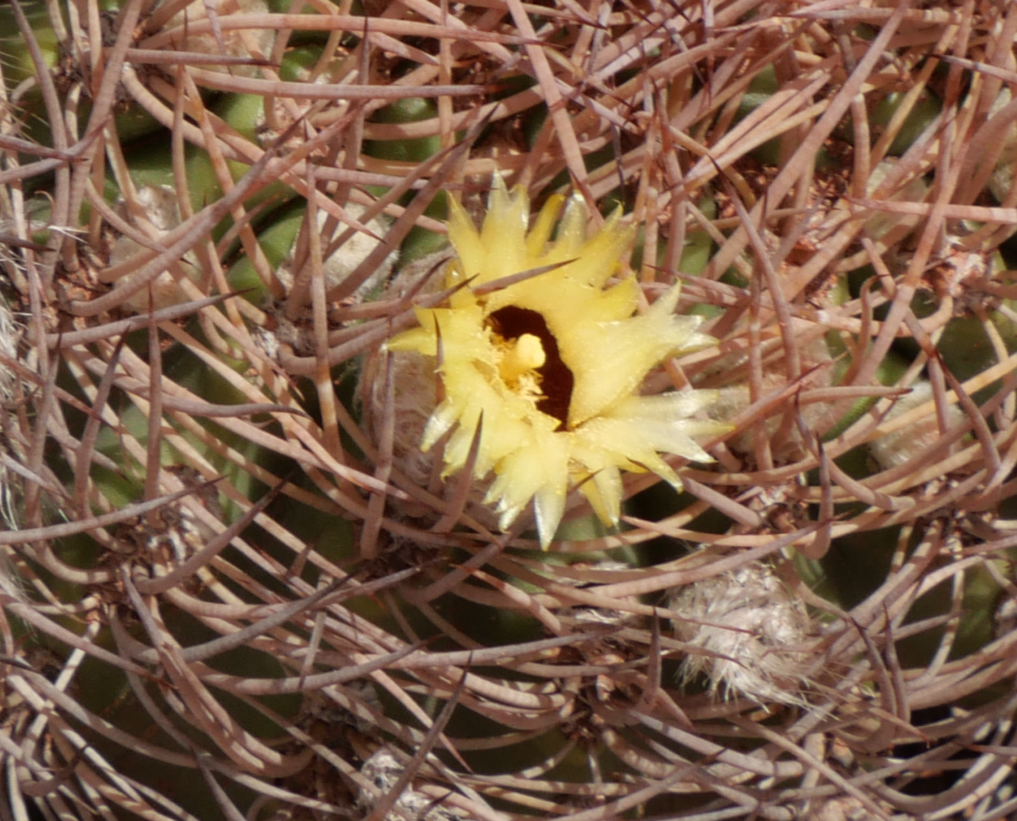 Eriosyce bulbocalyx MN 900 (Los Colorados, La Rioja) - 2