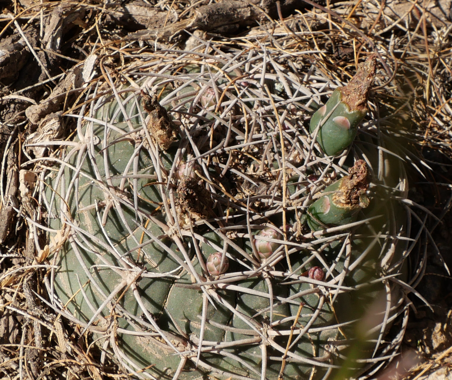 Gymnocalycium catamarcense ssp. acinacispinum MN 883 (SE Colpes, Joyango)