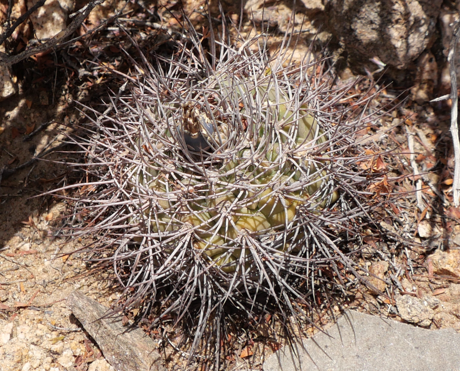 Gymnocalycium mazanense MN 887 (SE Villa Mazan)