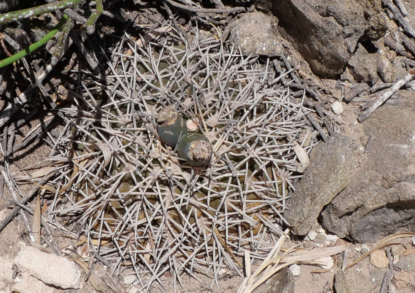 Gymnocalycium schmiedianum ssp. asperum MN 851 (N Palo Blanco)