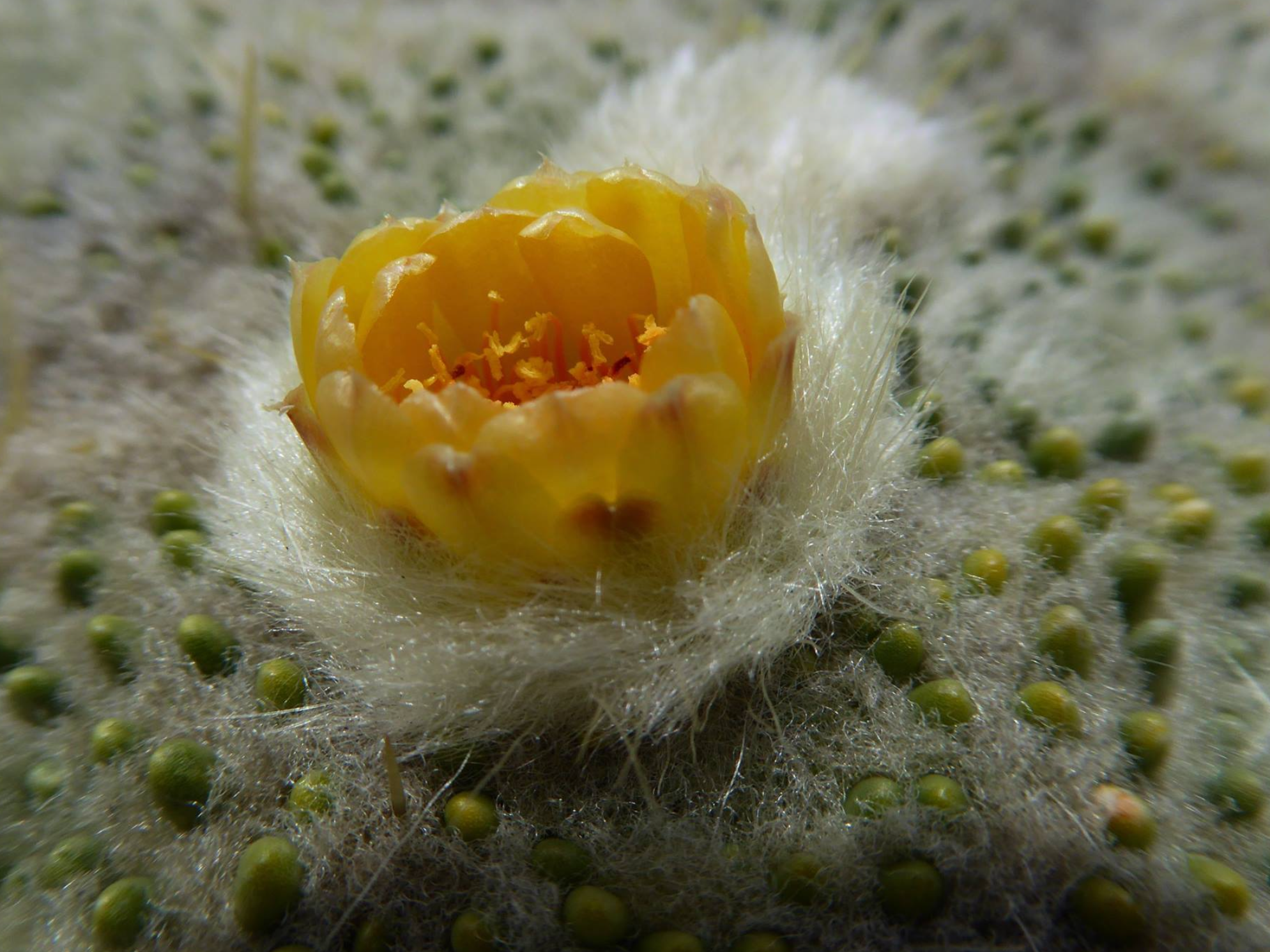 Punotia lagopus KPVC 2631 (7km SW Macusani, 4475m, Puno)