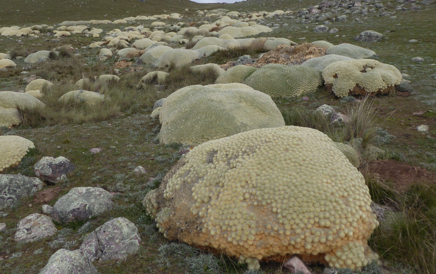 Punotia lagopus KPVC 2633 (10km SE Azangaro, Macusani, 4550m, Puno)
