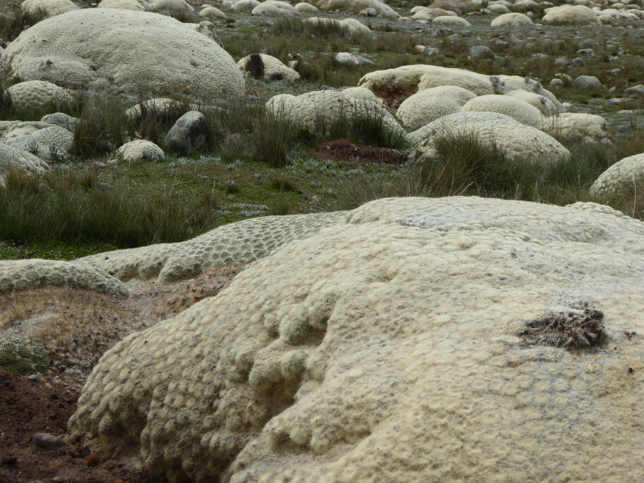 Punotia lagopus KPVC 2634 (Picotani, 4268m, Puno)