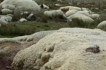 Punotia lagopus KPVC 2634 (Picotani, 4268m, Puno)