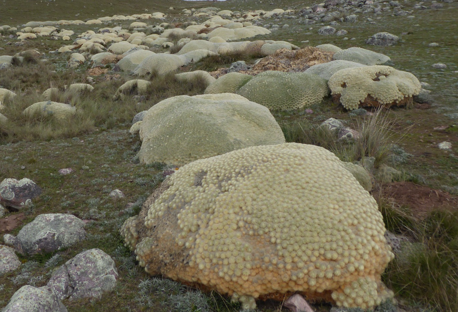 Punotia lagopus KPVC 2636 (E Crucero, 4162m, Puno)
