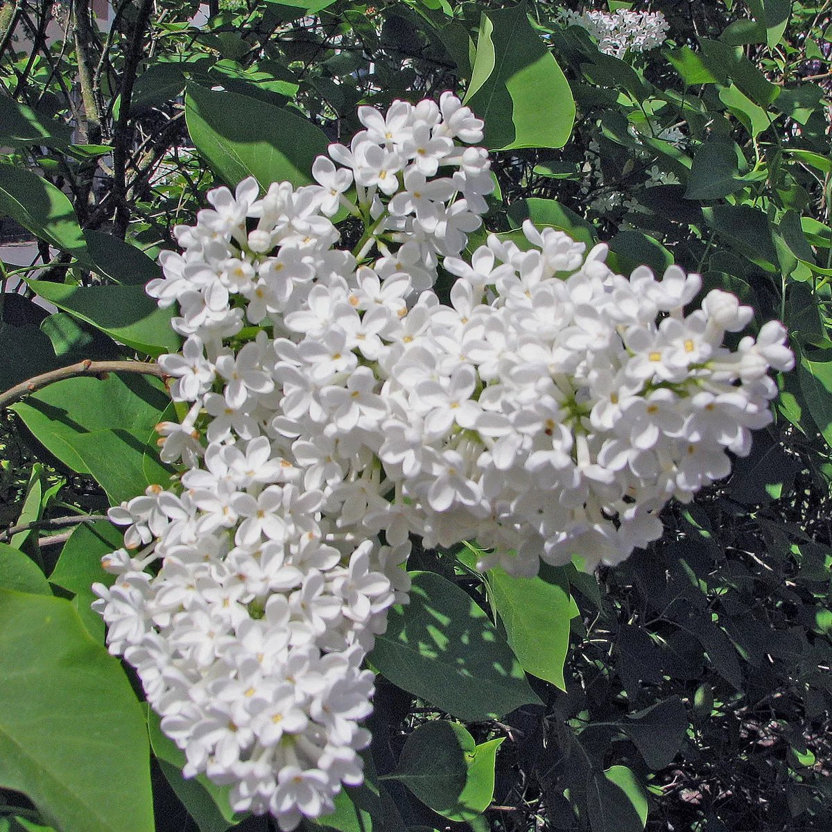 Syringa vulgaris f. alba Fk Veberöd E Häck 2/2 30-50 CM