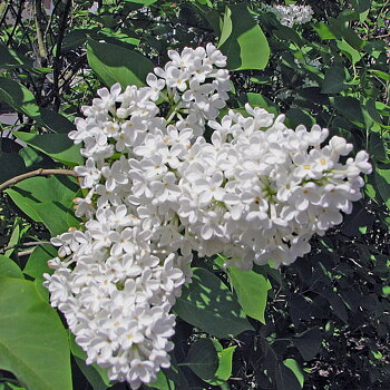 Syringa vulgaris f. alba Fk Veberöd E Häck 2/2 30-50 CM