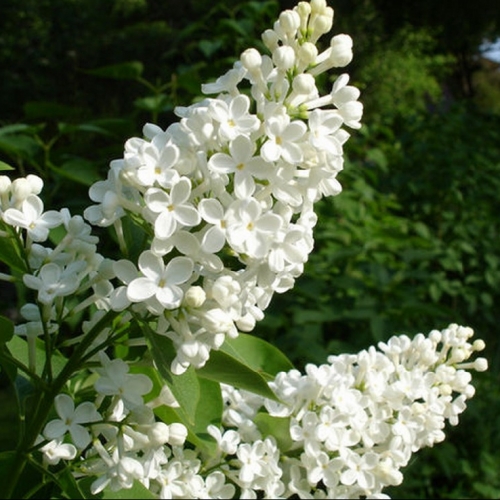 Syringa vulgaris f. alba Fk Veberöd E Häck 2/2 30-50 CM - 3