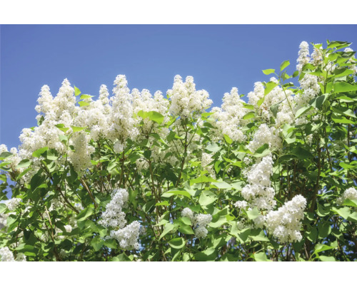Syringa vulgaris f. alba Fk Veberöd E Häck 2/2 30-50 CM - 2