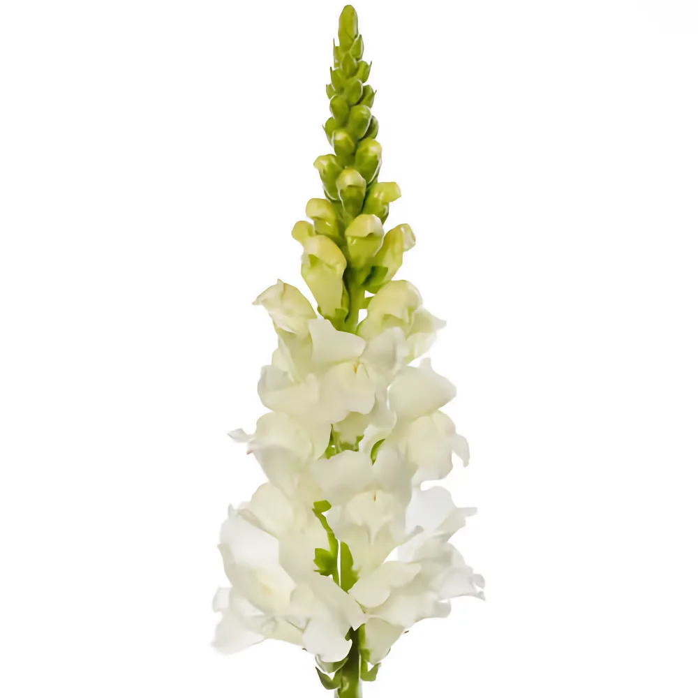 Lejongap 'Orleans Pure White' F1