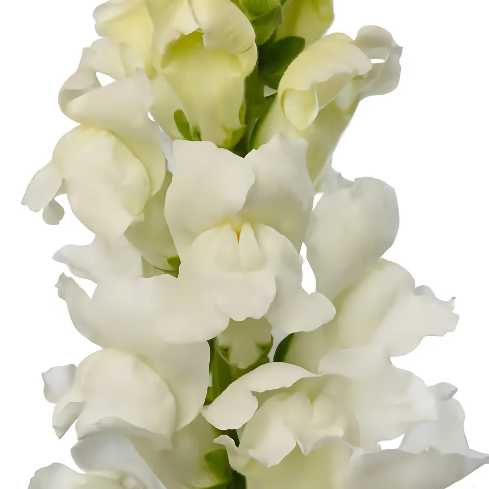 Lejongap 'Orleans Pure White' F1