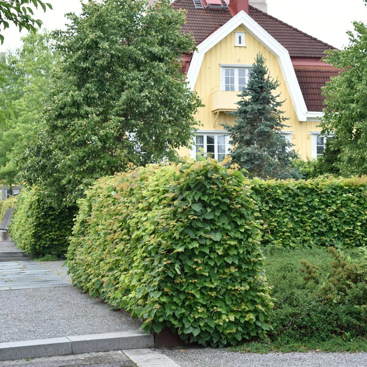 Tilia Cordata Häck 1/2 50-80