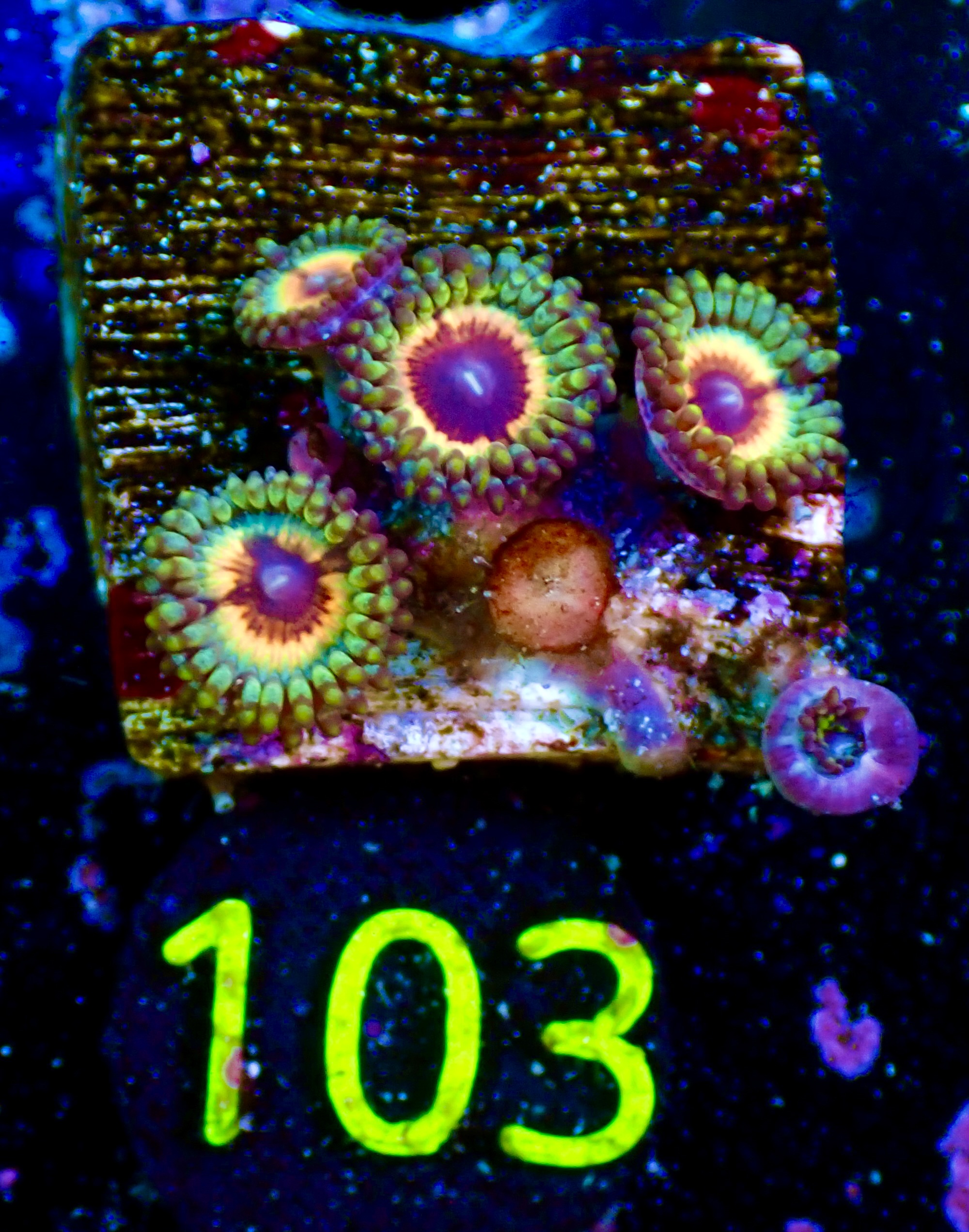 Zoas spp Sonic Flare