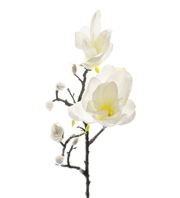 Magnolia / 60cm / Vit