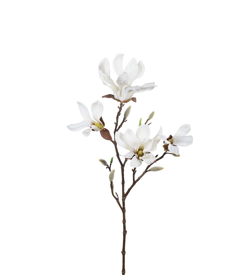 Magnolia / 50cm / Vit