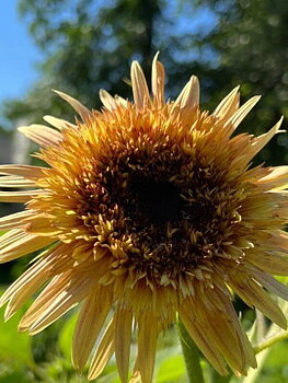 Solros Astra Rose