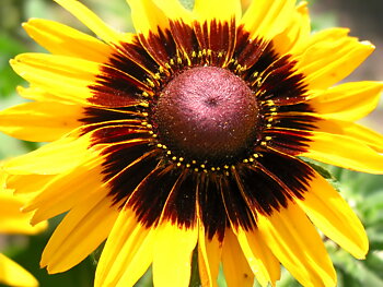 Rudbeckia Kelvedon Star