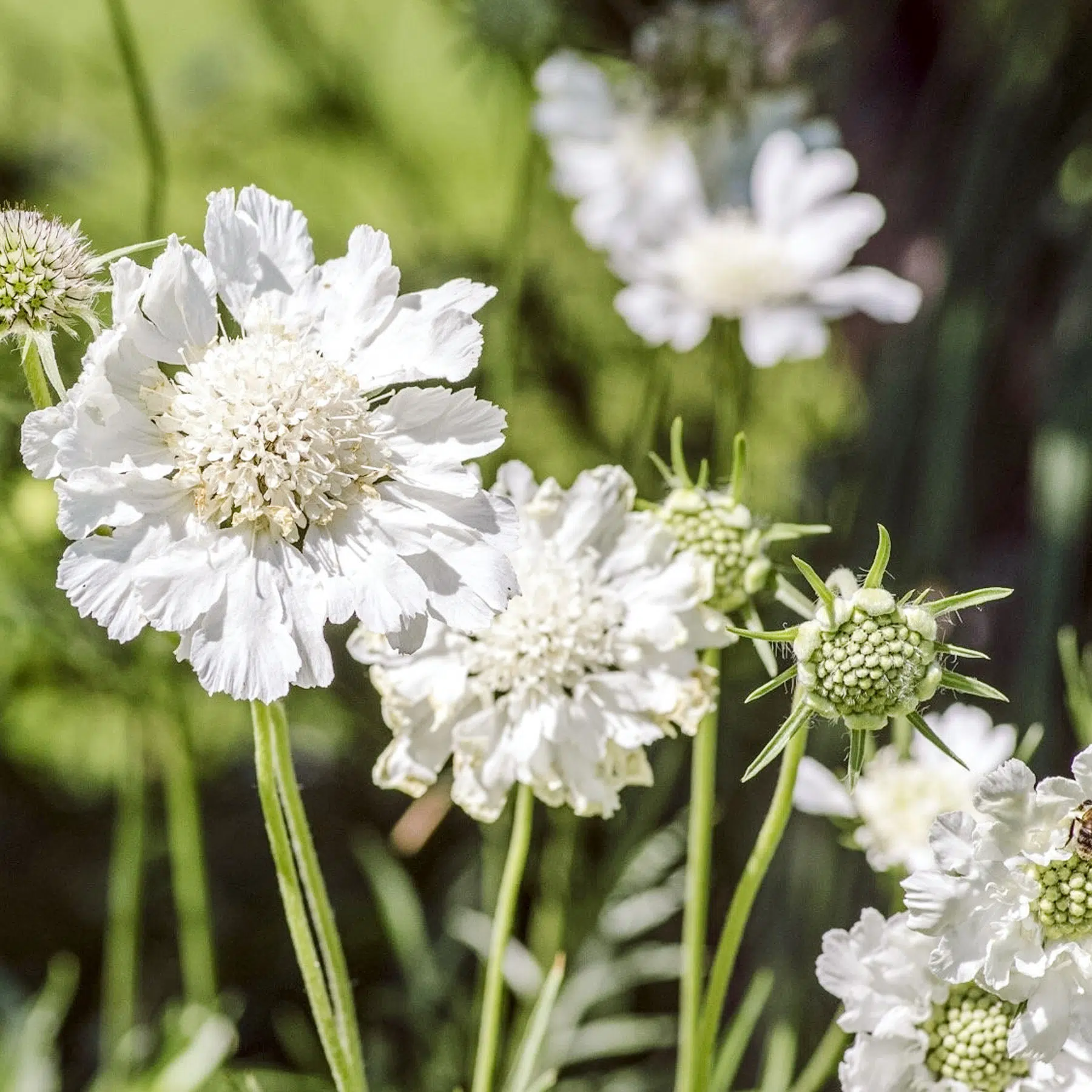 7964  Scabiosa caucasica  Perfecta Alba  I  Svenskt namn  :Höstvädd  I  Krukstorlek   : 11c/P9  I  Förväntad Höjd  :  70 cm  I  Blomningstid :  juli-okt - 2