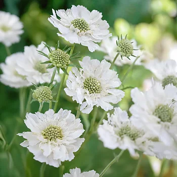7964  Scabiosa caucasica  Perfecta Alba  I  Svenskt namn  :Höstvädd  I  Krukstorlek   : 11c/P9  I  Förväntad Höjd  :  70 cm  I  Blomningstid :  juli-okt