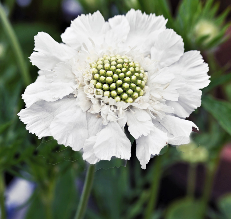 7964  Scabiosa caucasica  Perfecta Alba  I  Svenskt namn  :Höstvädd  I  Krukstorlek   : 11c/P9  I  Förväntad Höjd  :  70 cm  I  Blomningstid :  juli-okt - 3