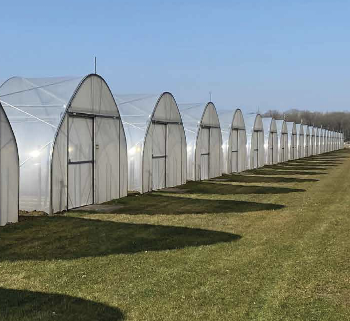 Tunnelväxthus 6 m bredd – Robust konstruktion med optimerad växthusplast - 3