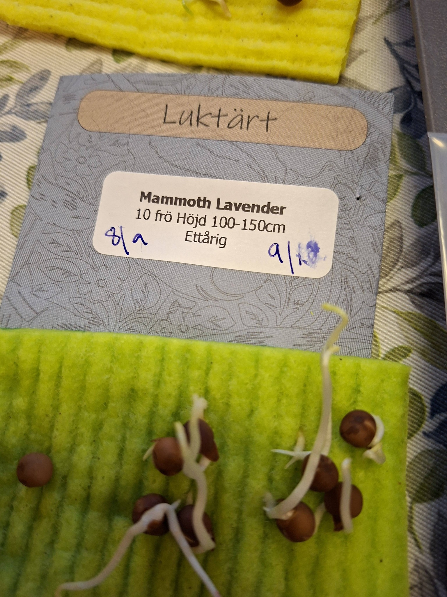 Luktärt Mammoth Lavender 10 frö - 2