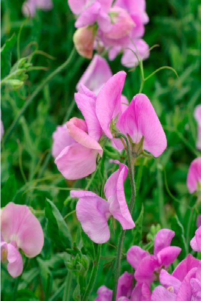 Luktärt Mammoth Lavender 10 frö