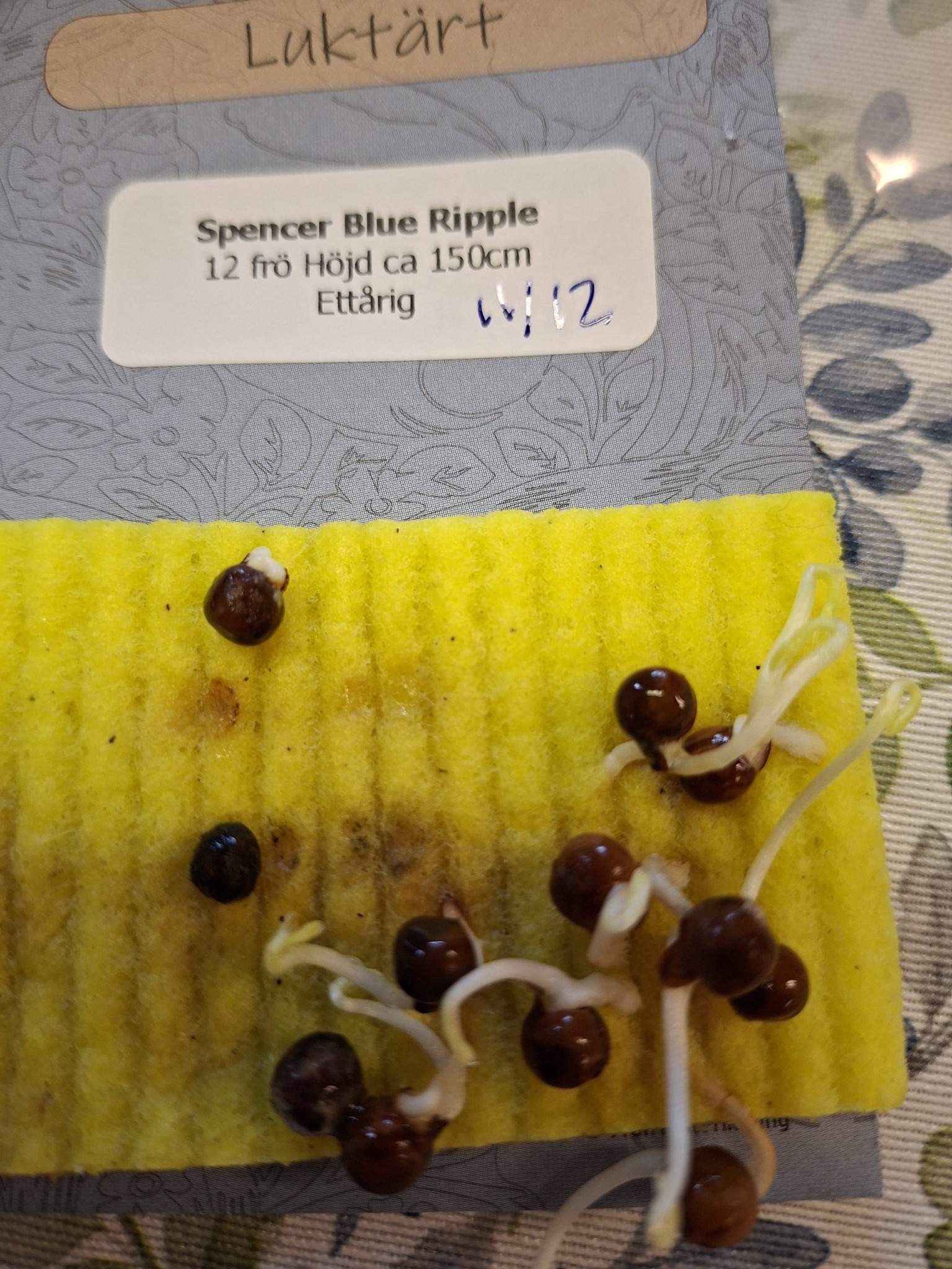 Luktärt Spencer Blue Ripple 12 frön - 3