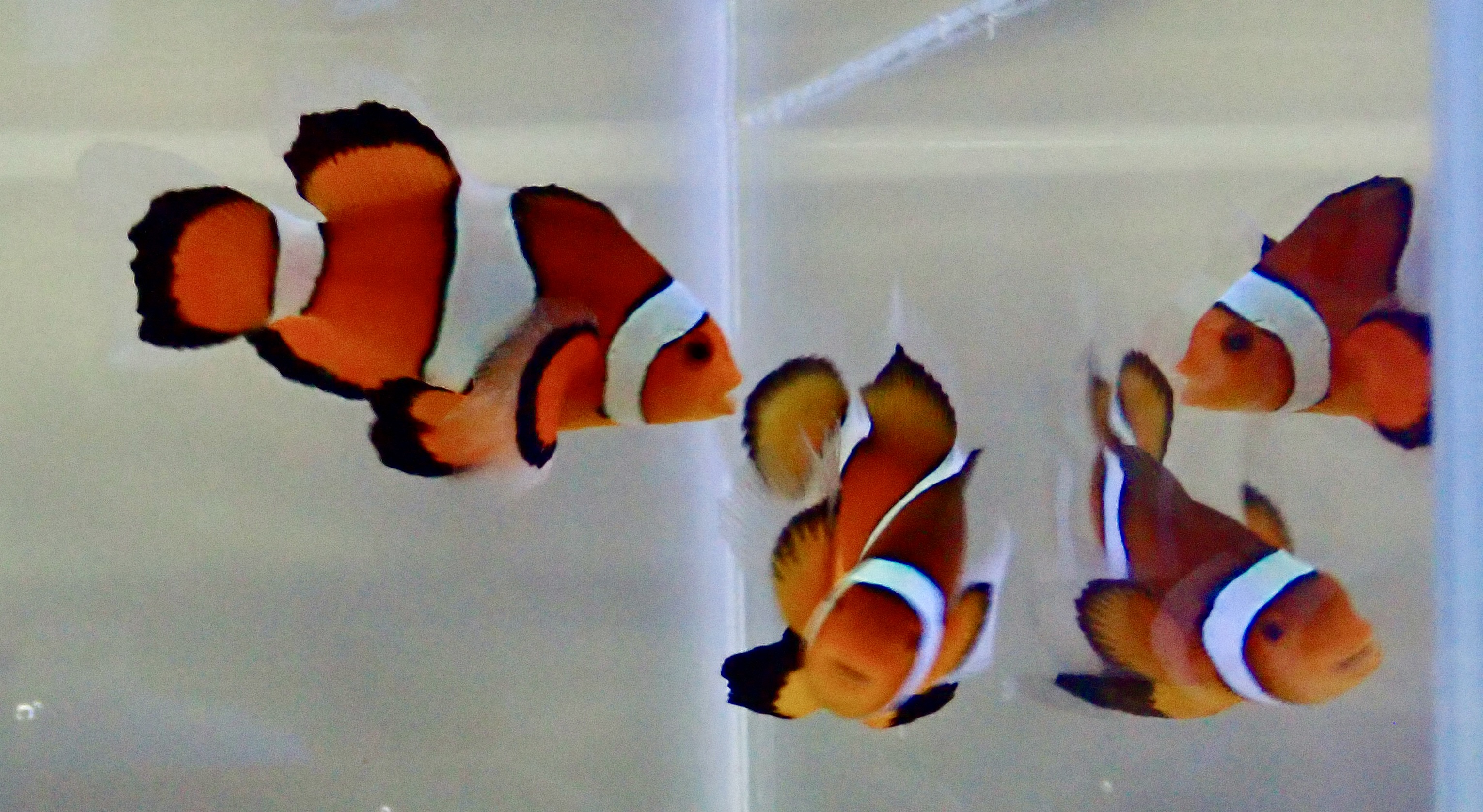 Amphirion ocellaris Longfin (reef safe) Par