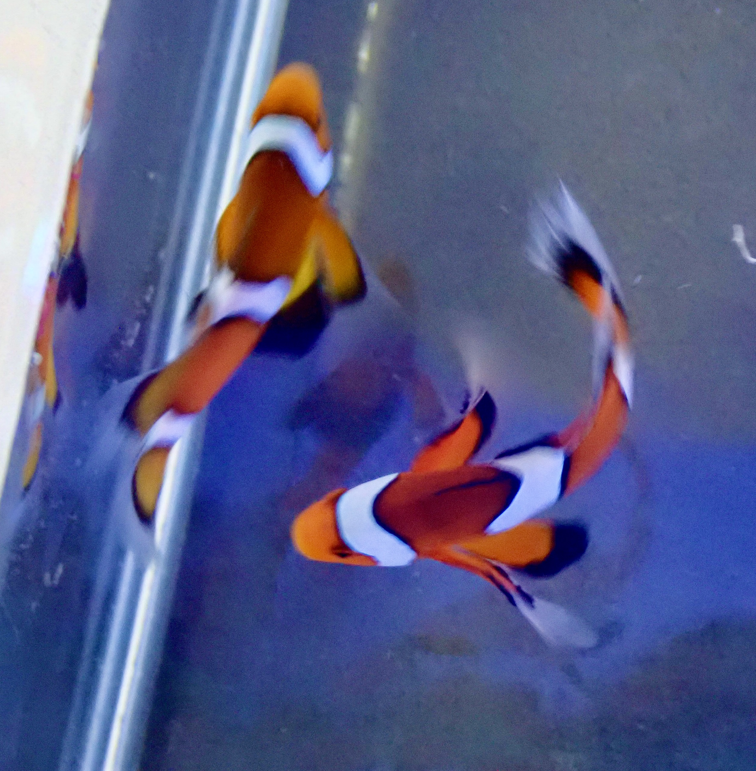 Amphirion ocellaris Longfin (reef safe) Par - 5