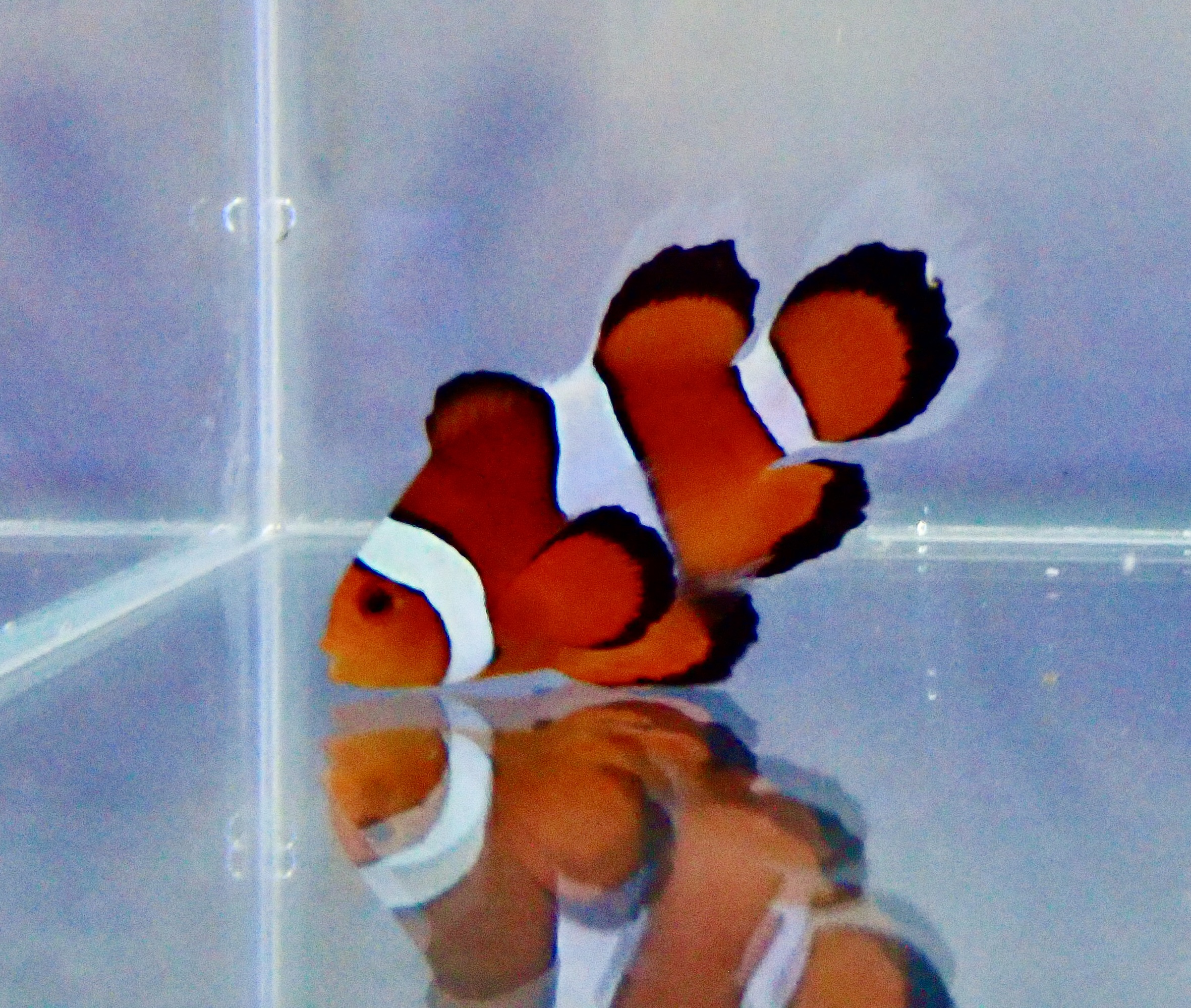 Amphirion ocellaris Longfin (reef safe) Par - 2