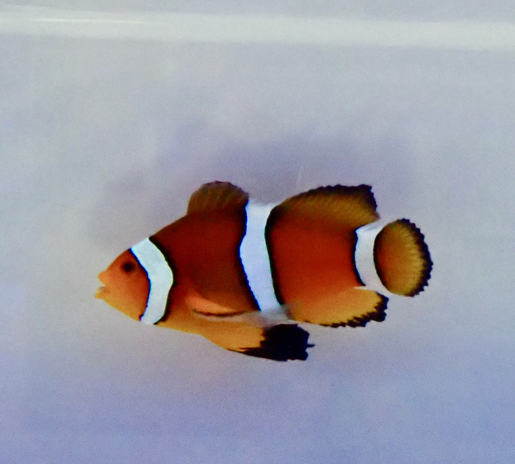 Amphirion ocellaris Longfin (reef safe) Par - 3