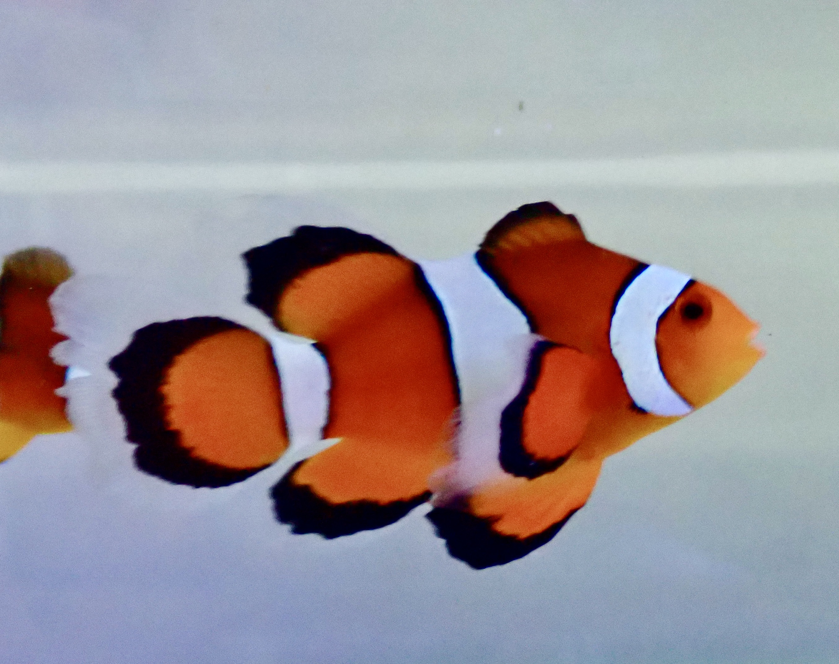 Amphirion ocellaris Longfin (reef safe) Par - 4